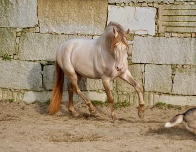 QUARZO SH — 6-year-old PRE breeding stallion 3