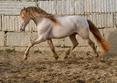 QUARZO SH — 6-year-old PRE breeding stallion 4