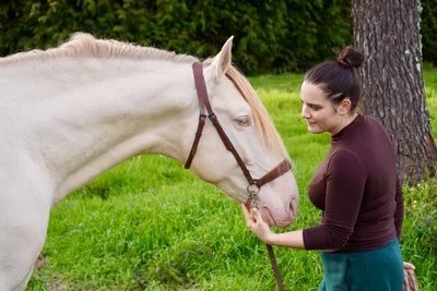 QUARZO SH — 6-year-old PRE breeding stallion 7