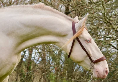 QUARZO SH — 6-year-old PRE breeding stallion 1