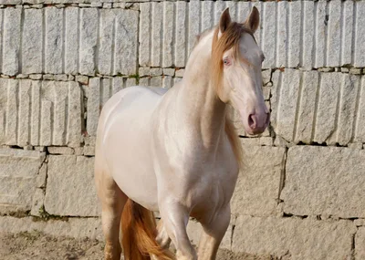 QUARZO SH — 6-year-old PRE breeding stallion 2