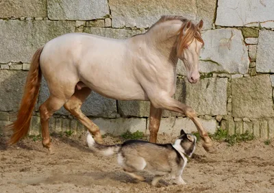 QUARZO SH — 6-year-old PRE breeding stallion 6