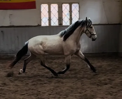 SOL SH — 4-year-old PRE stallion 3