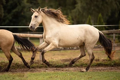 SOL SH — 4-year-old PRE stallion 2
