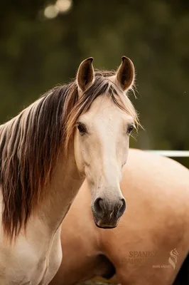 SOL SH — 4-year-old PRE stallion 1